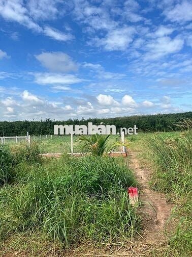 Ngộp mùa Banh bán nhanh sào ngang 18m rào kiên cố giá chỉ: 850tr ( TL)