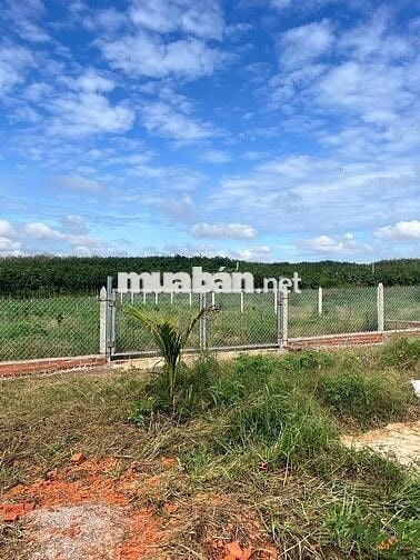 Ngộp mùa Banh bán nhanh sào ngang 18m rào kiên cố giá chỉ: 850tr ( TL)
