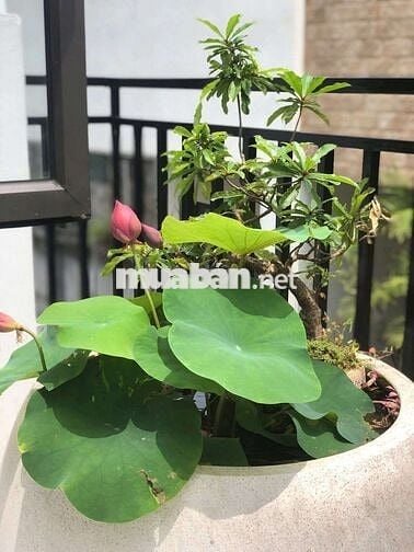 💥 Giá Tốt! Nhà Nguyên Căn 4PN Gia Quất 40m  – Ô Tô Gần – Chỉ 10 Triệu