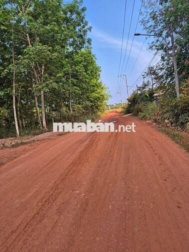 Ngộp mùa Banh bán nhanh sào ngang 18m rào kiên cố giá chỉ: 850tr ( TL)