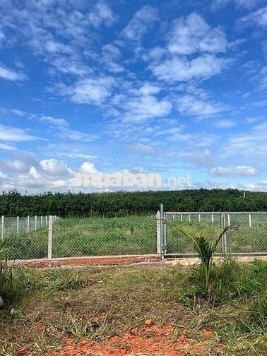 Ngộp mùa Banh bán nhanh sào ngang 18m rào kiên cố giá chỉ: 850tr ( TL)