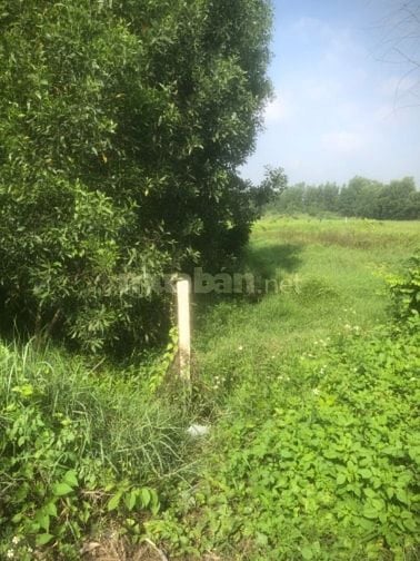Bán gấp 3000m2 đường nhựa giá 9 tỷ 