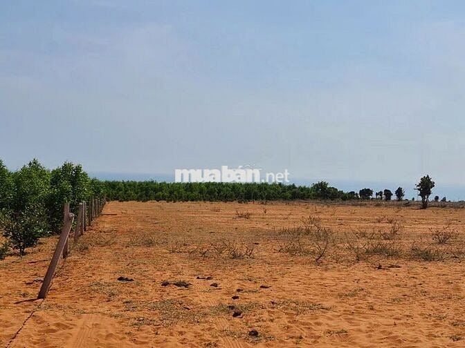 Chủ cần bán gấp lô đất view Bàu Trắng, view biển, điện gió