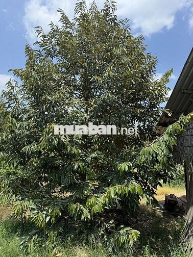 BÁN VƯỜN SẦU RIÊNG THÁI ĐANG CHO THU HOẠCH – SINH LỜI NGAY