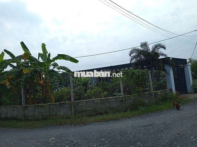 Bán 300m2 đất nông nghiệp trong khu dân cư Tân Phú Trung - đường ô tô