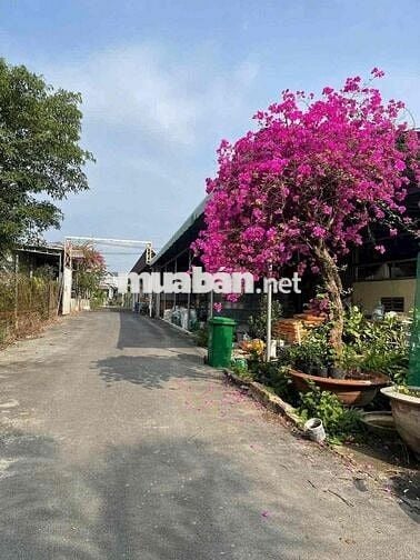 ĐẤT FULL THỔ CƯ, CÁCH MẶT TIỀN 50m, FULL THỔ CƯ