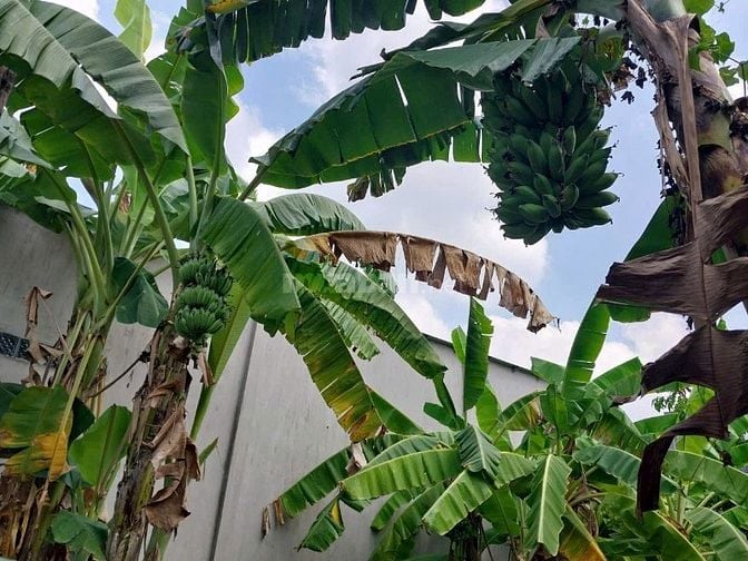 CHO THUÊ NHÀ, KINH DOANH, CÓ SÂN ĐẬU XE HƠI, ĐƯỜNG RỘNG, CÓ VƯỜN