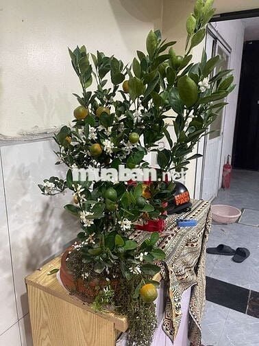 Tôi cần bán nhà mặt Ngõ Ô Tô tải vào được