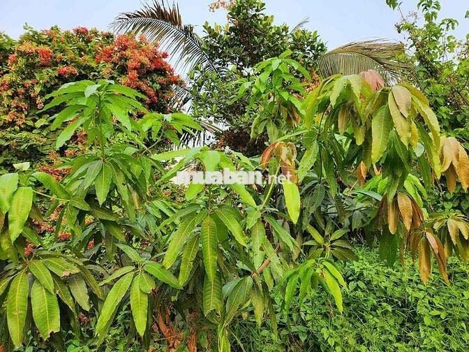 Tiêu đề: 1400m2 - 40 tỷ. Ngay cầu ông Dầu. Quốc lộ 13