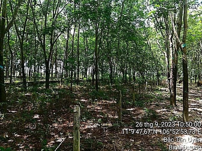 Công ty Đấu giá hợp danh Lam Sơn Sài Gòn thông báo đấu giá tài sản