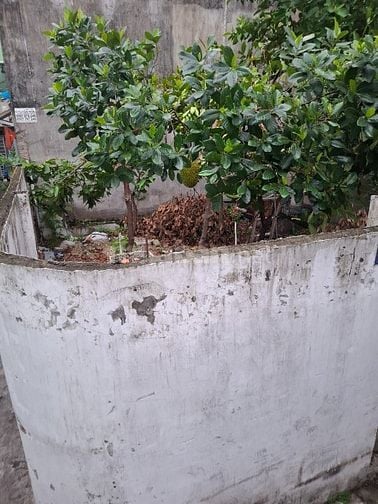 📢CỰC MỀM, LÔ GÓC 2 MẶT TIỀN 55M² LÊ TRỌNG TẤN, TÂN PHÚ 4,2 TỶ.