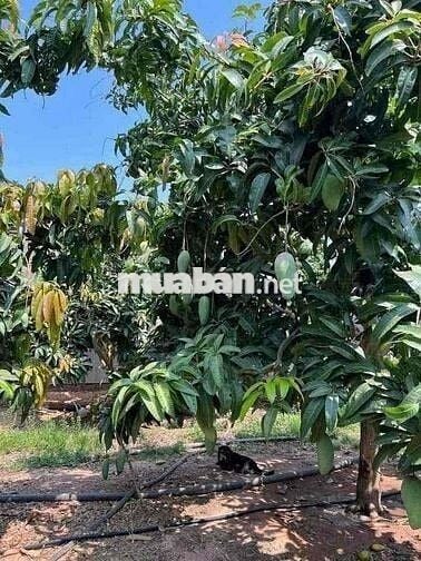 Diện tích 500m2 ngang 10m2 dài 50m2 có 100m2 thổ cư giá 650tr