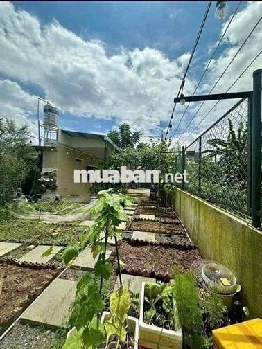 Diện tích 500m2 ngang 10m2 dài 50m2 có 100m2 thổ cư giá 650tr