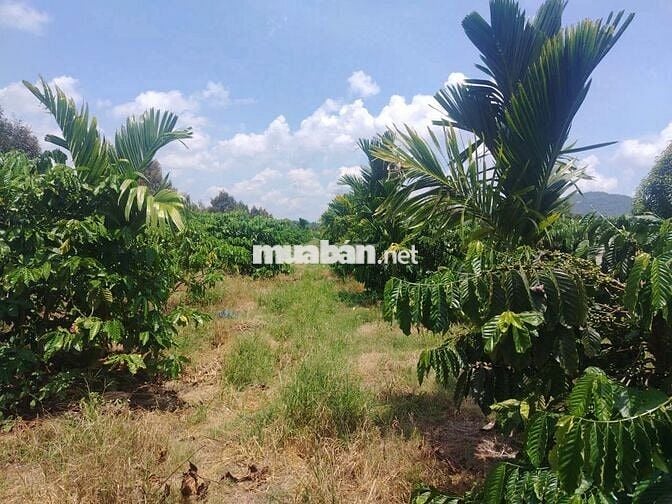 🏡 BÁN ĐẤT THỔ CƯ GIA LAI – CHÍNH CHỦ