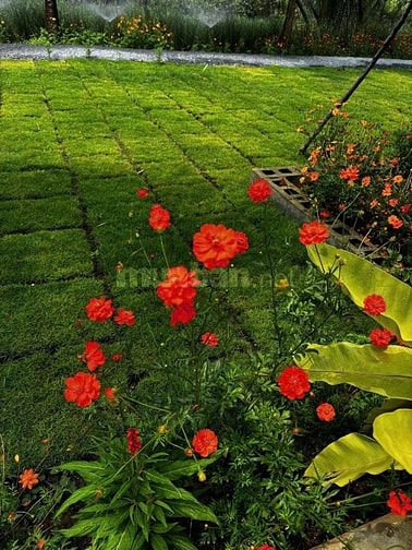MẶT BẰNG SÂN VƯỜNG RỘNG , ĐẸP , VỪA XÂY MỚI 