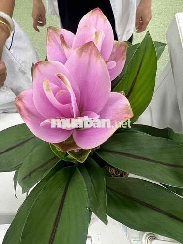 bán nhà chính chủ k qua mô giới