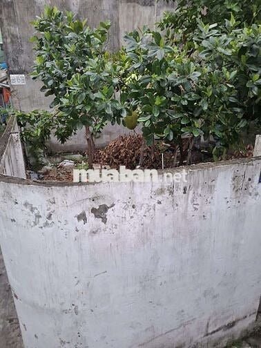 📢 CỰC MỀM LÔ GÓC 2 MẶT TIỀN 55M² ĐƯỜNG LÊ TRỌNG TẤN - TÂN PHÚ.4,2 TỶ