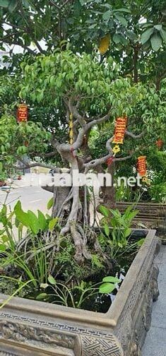 Đào Sư Tích.NB- NHÀ MTKD 8x14M, 4T 5PN 8WC FULL NỘI THẤT GỖ