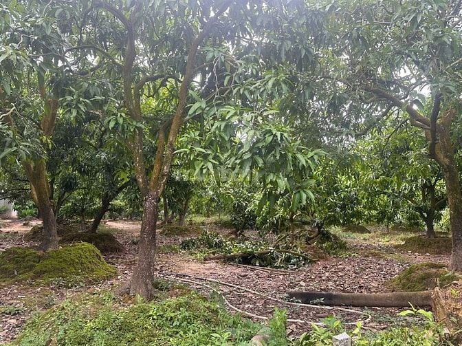 Chính chủ bán gấp lô đất đường Lò Rèn, Phường Hoà Thuận, Cao Lãnh
