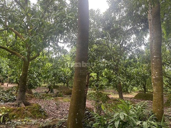 Chính chủ bán gấp lô đất đường Lò Rèn, Phường Hoà Thuận, Cao Lãnh