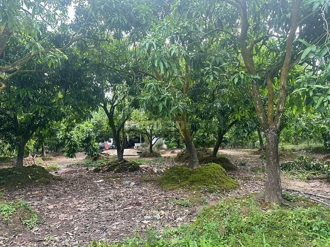 Chính chủ bán gấp lô đất đường Lò Rèn, Phường Hoà Thuận, Cao Lãnh