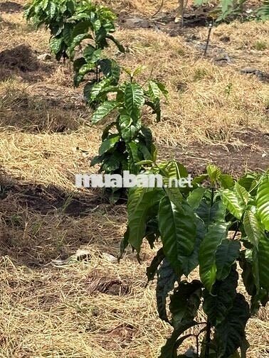 cần bán đất vườn mảt tiền đường nhựa