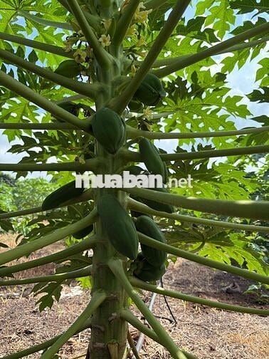 cần bán đất vườn mảt tiền đường nhựa