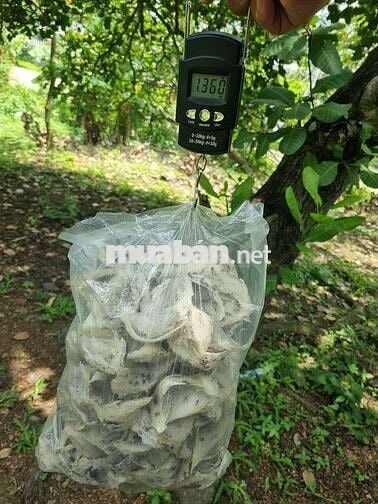 Cần bán gấp 2500m2 đất kèm nhà nuôi chim yến
