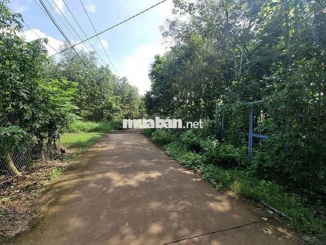 Cần bán gấp 2500m2 đất kèm nhà nuôi chim yến