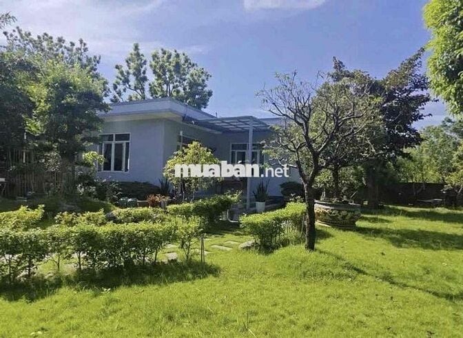 Chủ chơi wolrd cup bể nợ bán căn nhà vườn 1000m2 có 100m2 thổ cư
