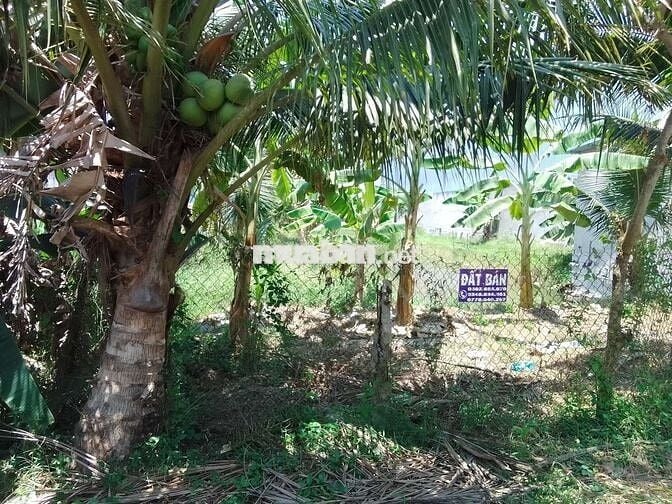 BÁN ĐẤT ĐỐI DIỆN CỤM CÔNG NGHIỆP PHONG NẪM – Thiện Chí Chốt Ngay