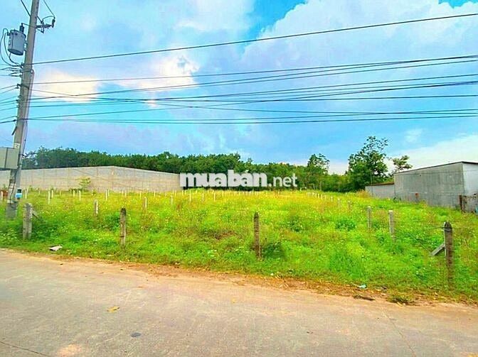 ĐẤT 500M² – NGANG 10M – AN ĐIỀN – BẾN CÁT – BÌNH DƯƠNG – GIÁ  2.49 TỶ