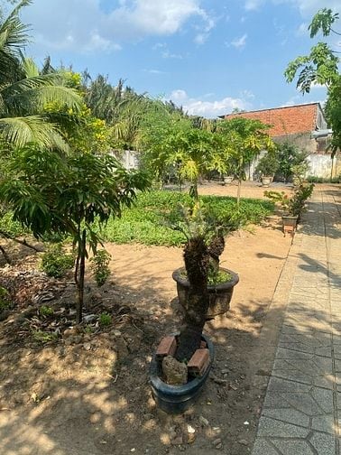 Giảm 5 Tỷ! Bán Gấp Nhà Vườn 2.000m² Lò Lu, Trường Thạnh – Hẻm Xe Hơi, 