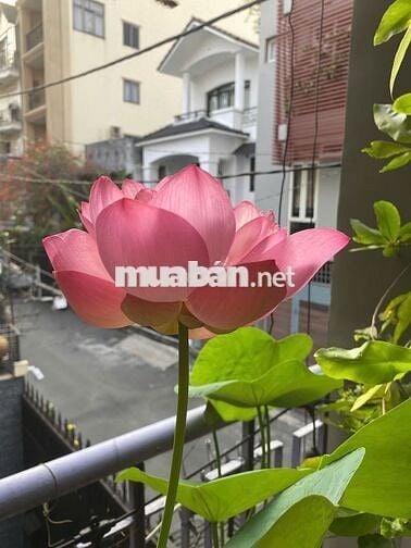 CHÍNH CHỦ BÁN NHÀ HẺM XE HƠI 796 TRƯỜNG SA, QUẬN 3 – ĐẸP – SỔ HỒNG 