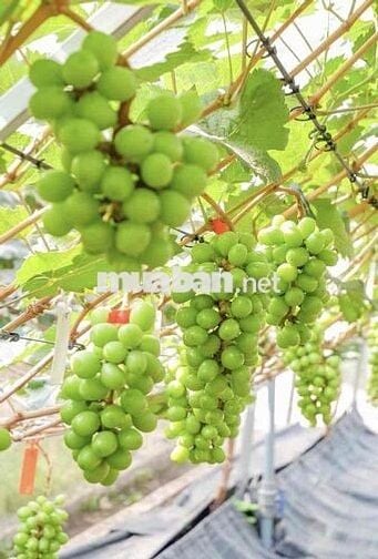 Bán Lô Đất View Sông có Vườn nho Mẫu Đơn 3 năm tuổi, Phường Thủ Đức 12