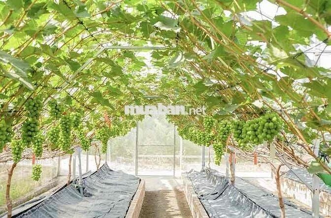 Bán Lô Đất View Sông có Vườn nho Mẫu Đơn 3 năm tuổi, Phường Thủ Đức 12