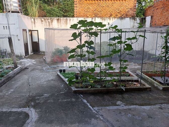 Nhà rộng, thoáng mát, có sân vườn trước và sau nhà trồng rau trồng hoa