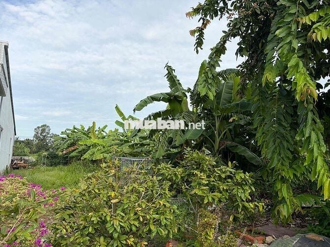 bán đất thổ cư trong khu tái định cư xã long đức huyện long phú
