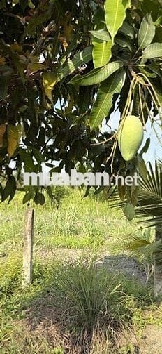 cần bán đất đang mở đường Vành Đai 3, Bến Lức- tp hcm
