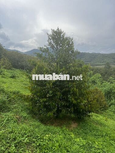 Bán đất rẫy sầu riêng vị trí siêu đẹp giá siêu mềm