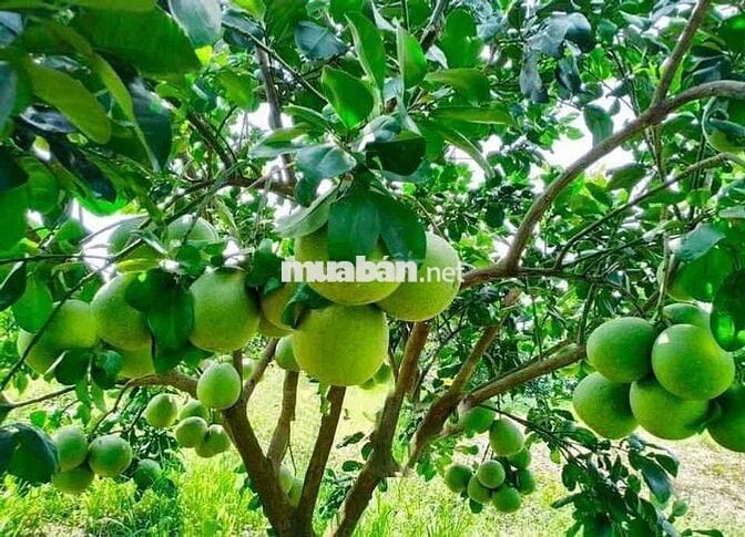 mua 1 tỷ 2, cắt lỗ bán 350tr/ lô thật 100% x