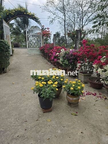 Bán đất mặt tiền tặng nhà nghỉ dưỡng