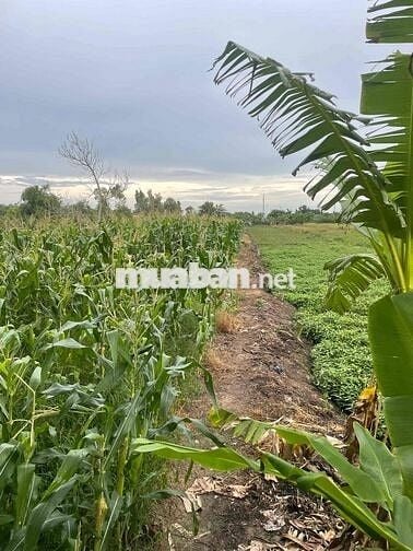 Bán Đât Làm Vườn, Mặt Tiền Đường