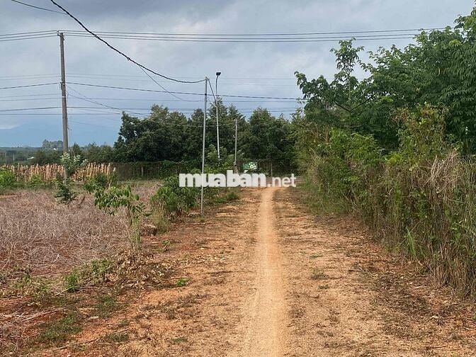 Chính Chủ Bán Đất 2000m2 Full Hồng Giá Chỉ 2 Tỉ 3.