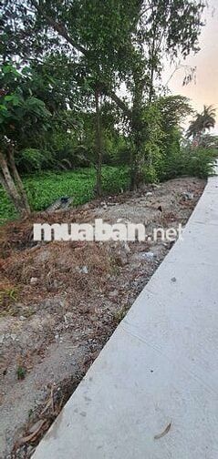 BÁN GẤP 2.685m² ĐẤT TRỒNG CÂY LÂU NĂM – Phan Văn Hớn – Giá 5.3 tỷ
