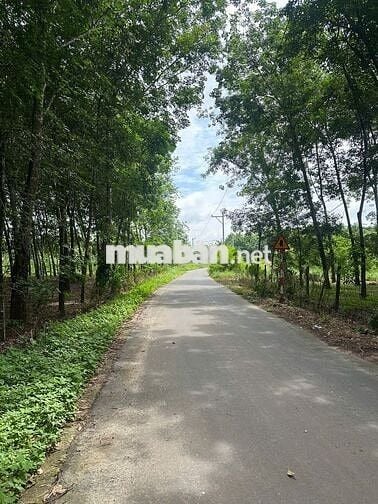 [CHÍNH CHỦ BÁN GẤP LÔ ĐẤT THỔ CƯ] Tại đường MT32 Xã Minh Thạnh, Tp.HCM