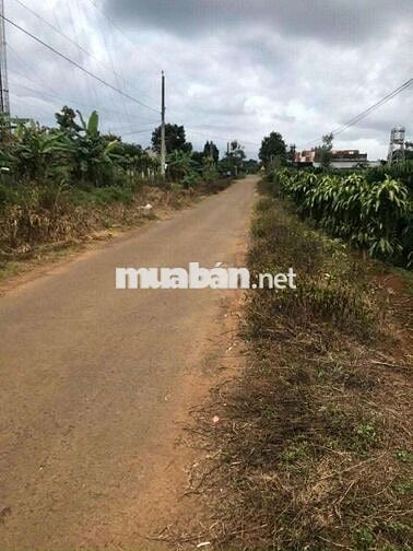 Đất chính chủ. Mặt tiền nhựa liên Thôn, Lộc An, gần Trung tâm. 555m2