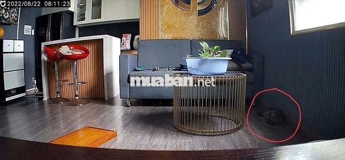 (8880) khu dân cư Việt Sing. Thang máy 40,3 m² sổ hồng: 950 triệu