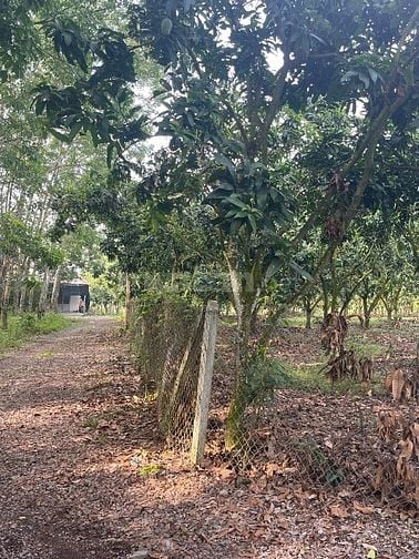 Bán Đất Rẫy xã La Ngà TP Đồng Nai 
