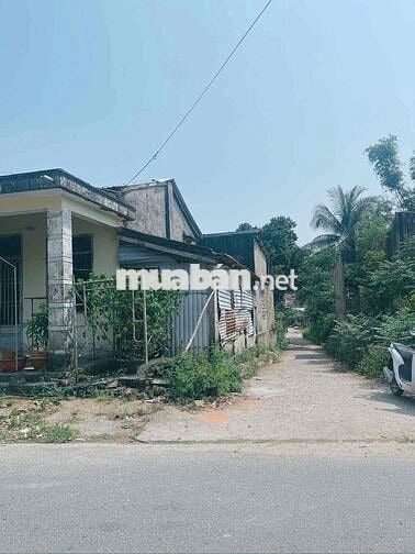 xuân diệm điện bàn bắc sát hoà tiến giá rẻ